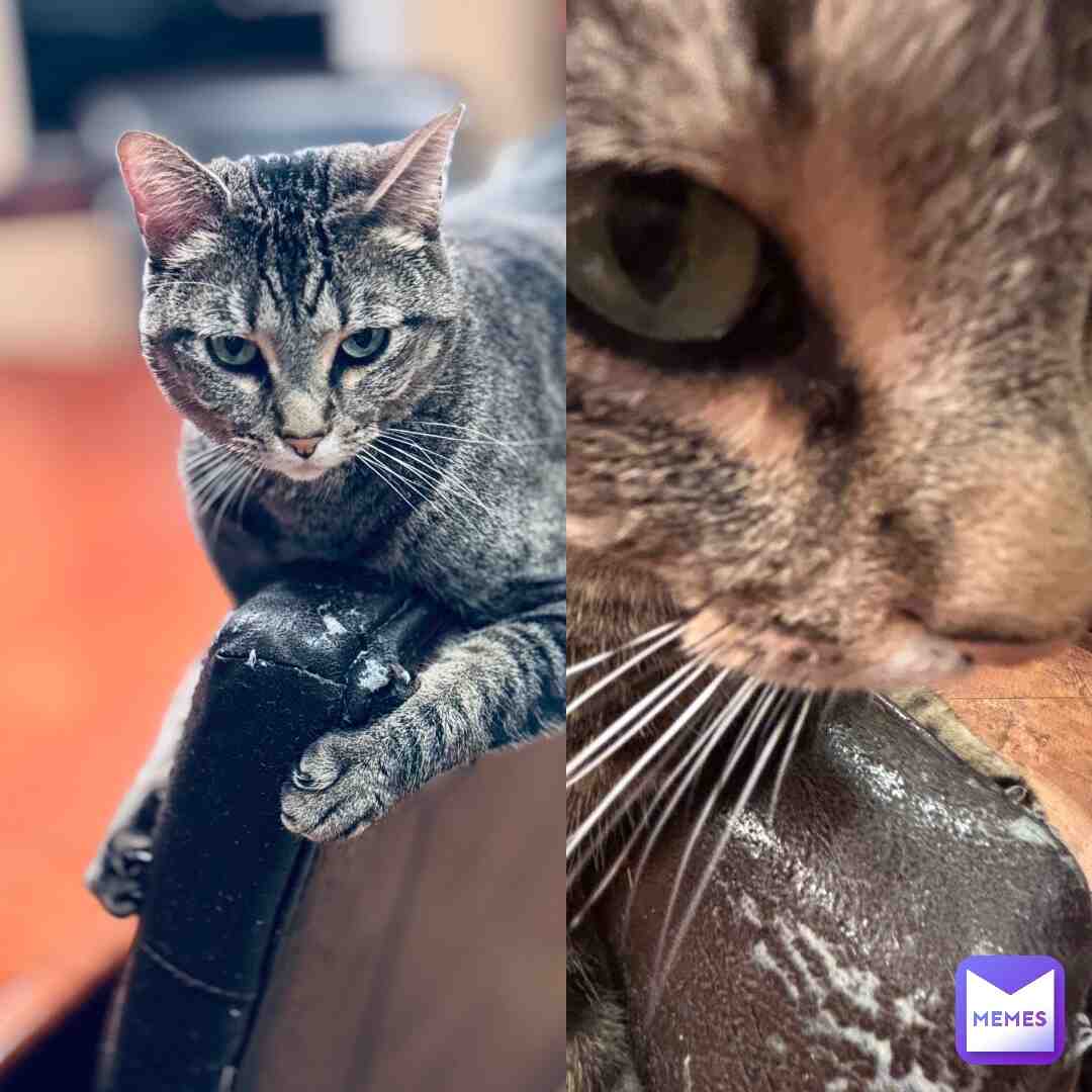 Two types of photos I take of my cats