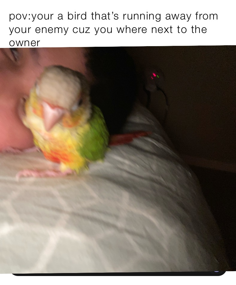 pov:your a bird that’s running away from your enemy cuz you where next to the owner