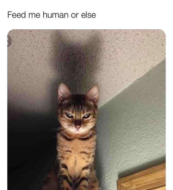 #cat #cats #lol #feedme #evilcat