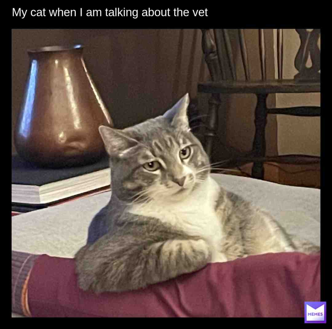 #catmemes #catmeme #catmemes #catmeme #catsarefunny #catlover #catlovers #catlife #catsmemes #cat_meme