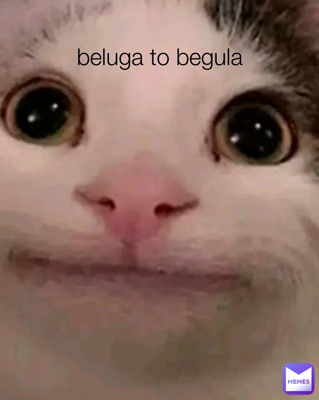 Beluga Memes