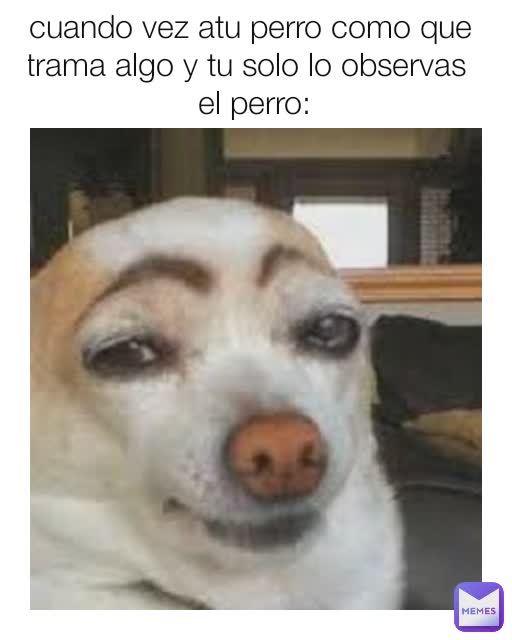 cuando vez atu perro como que trama algo y tu solo lo observas 
 el perro: