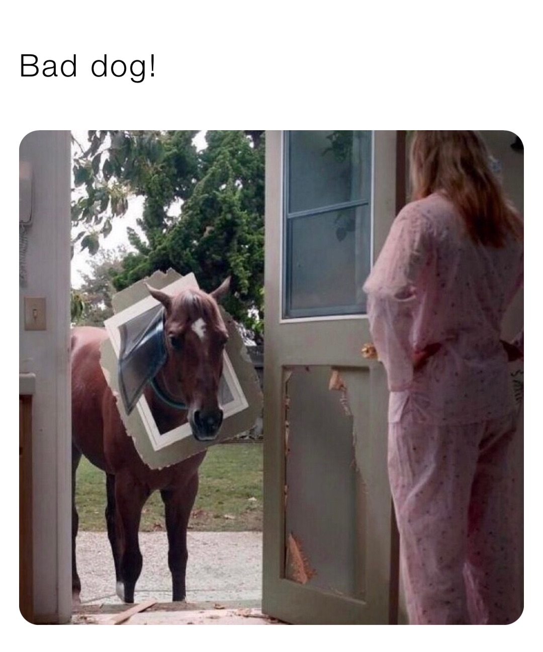 Bad dog!