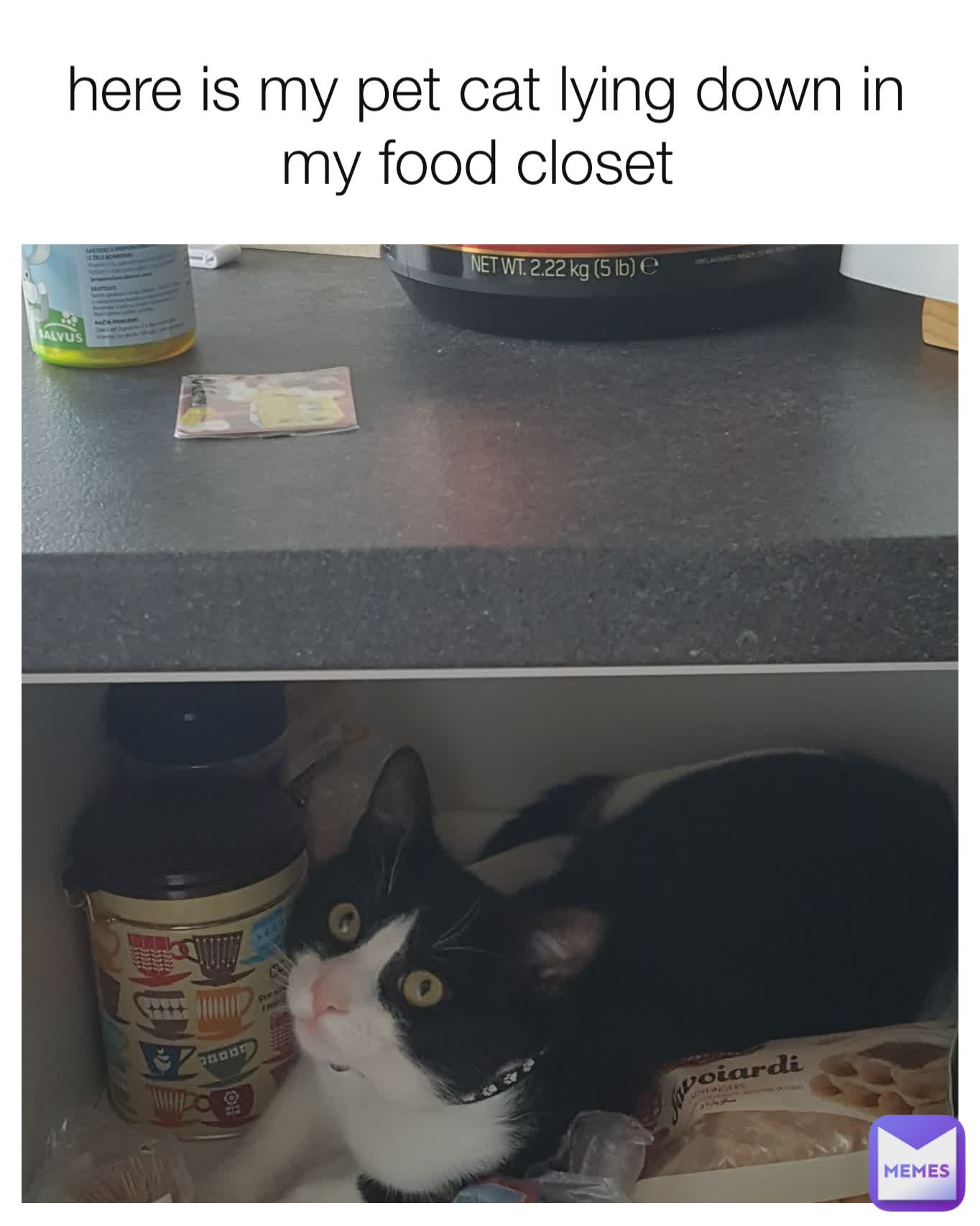 here is my pet cat lying down in my food closet 