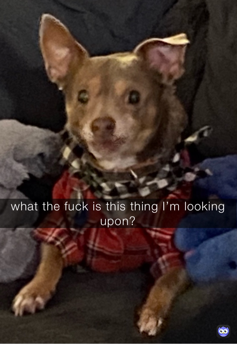 what the fuck is this thing I’m looking upon?