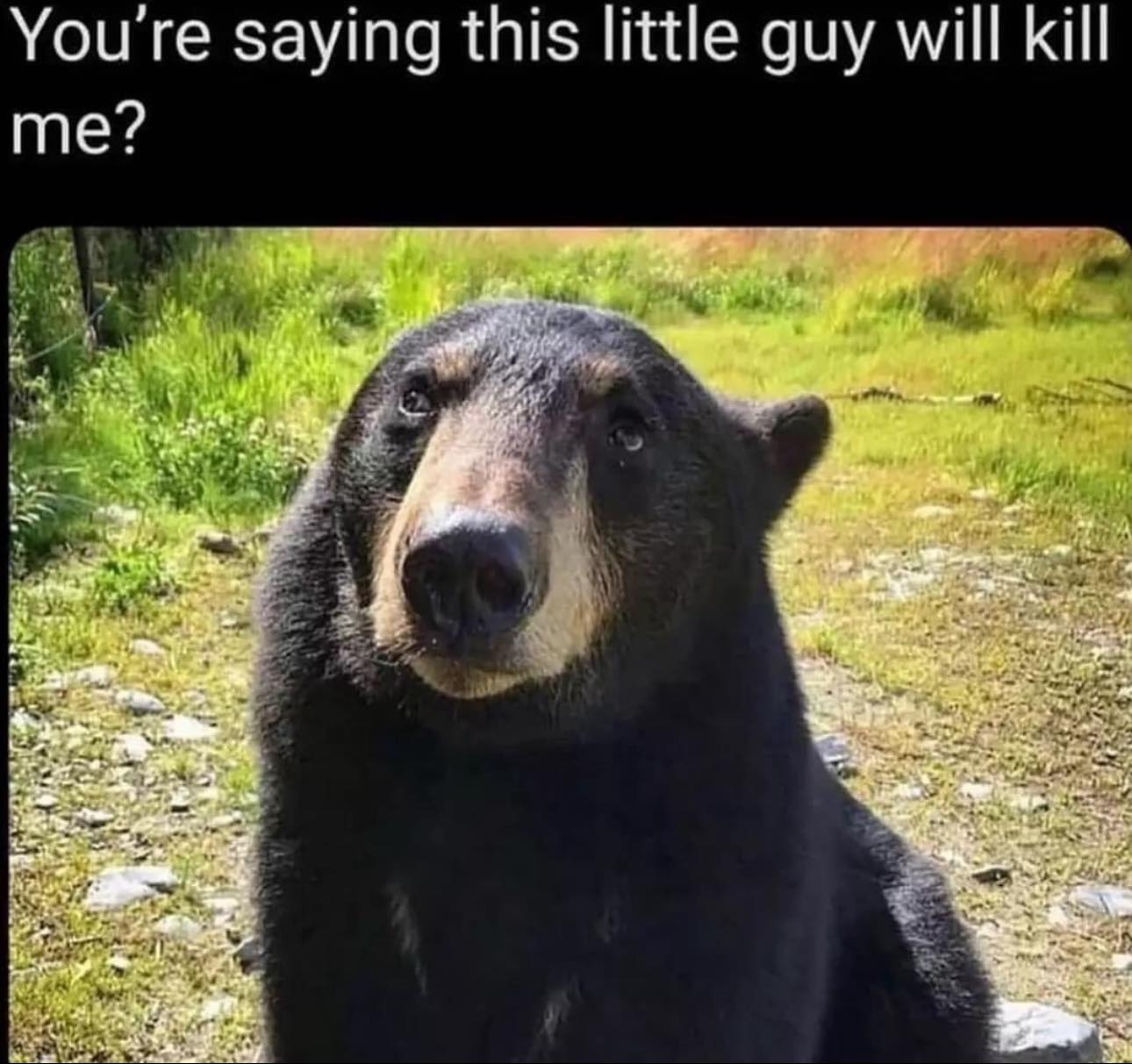 Meme by TRUE_MEMER121