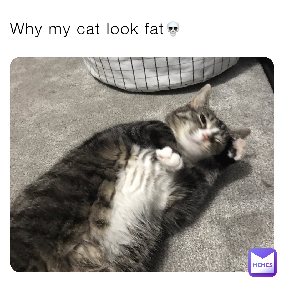 Why my cat look fat💀 | @tacosauce | Memes