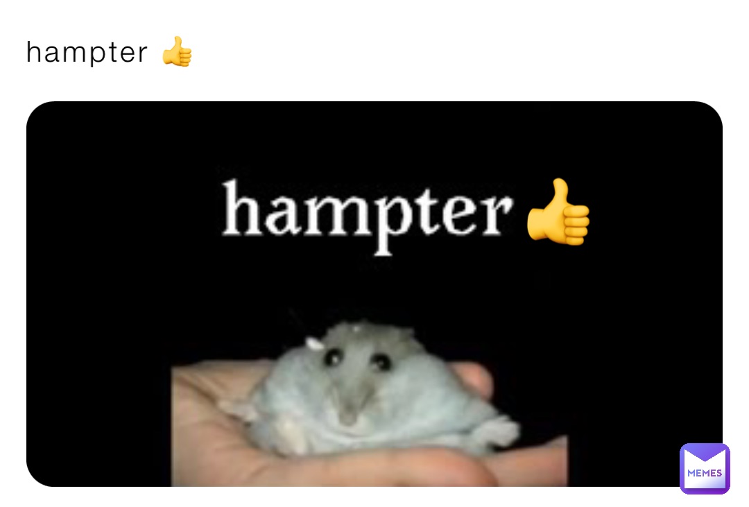 hampter 👍 👍