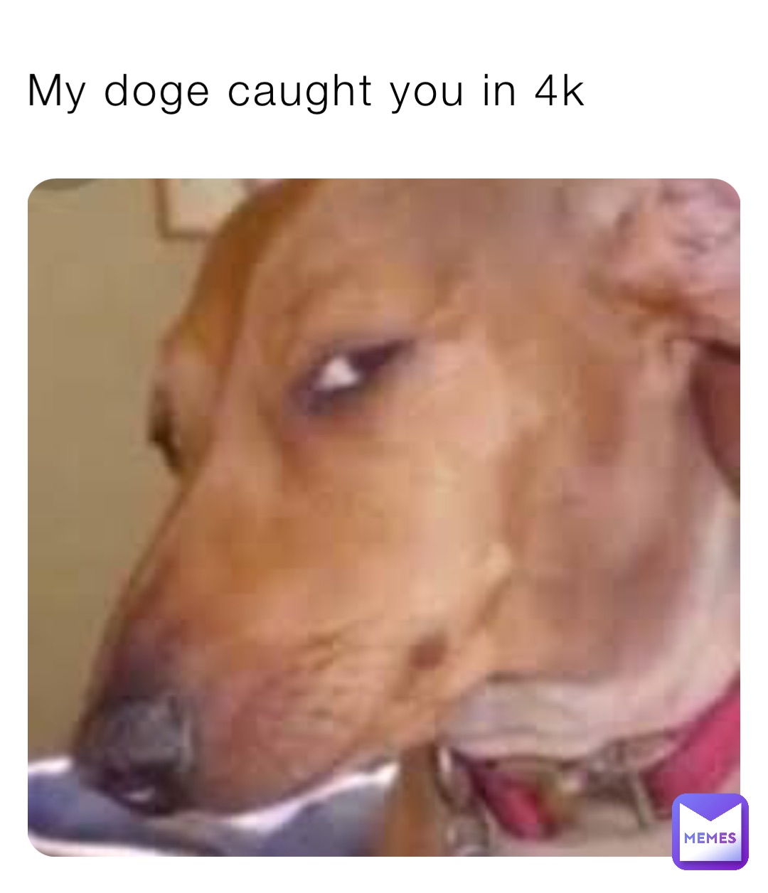 My doge caught you in 4k