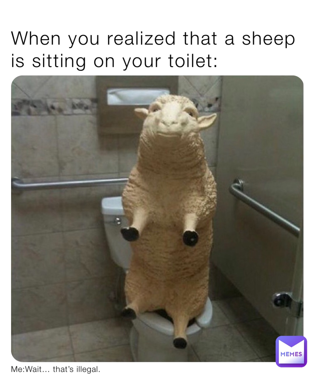 When you realized that a sheep is sitting on your toilet: Me:Wait… that’s illegal.