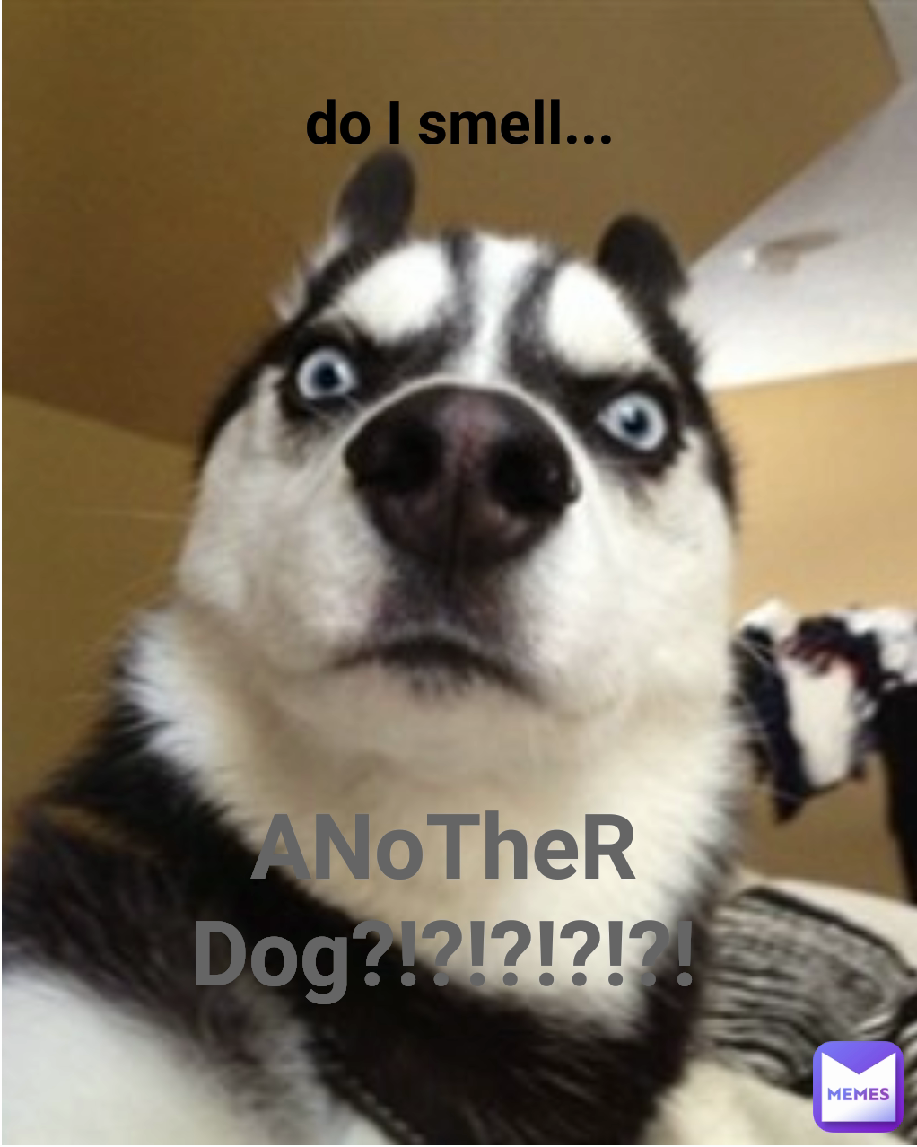 ANoTheR Dog?!?!?!?!?! do I smell...