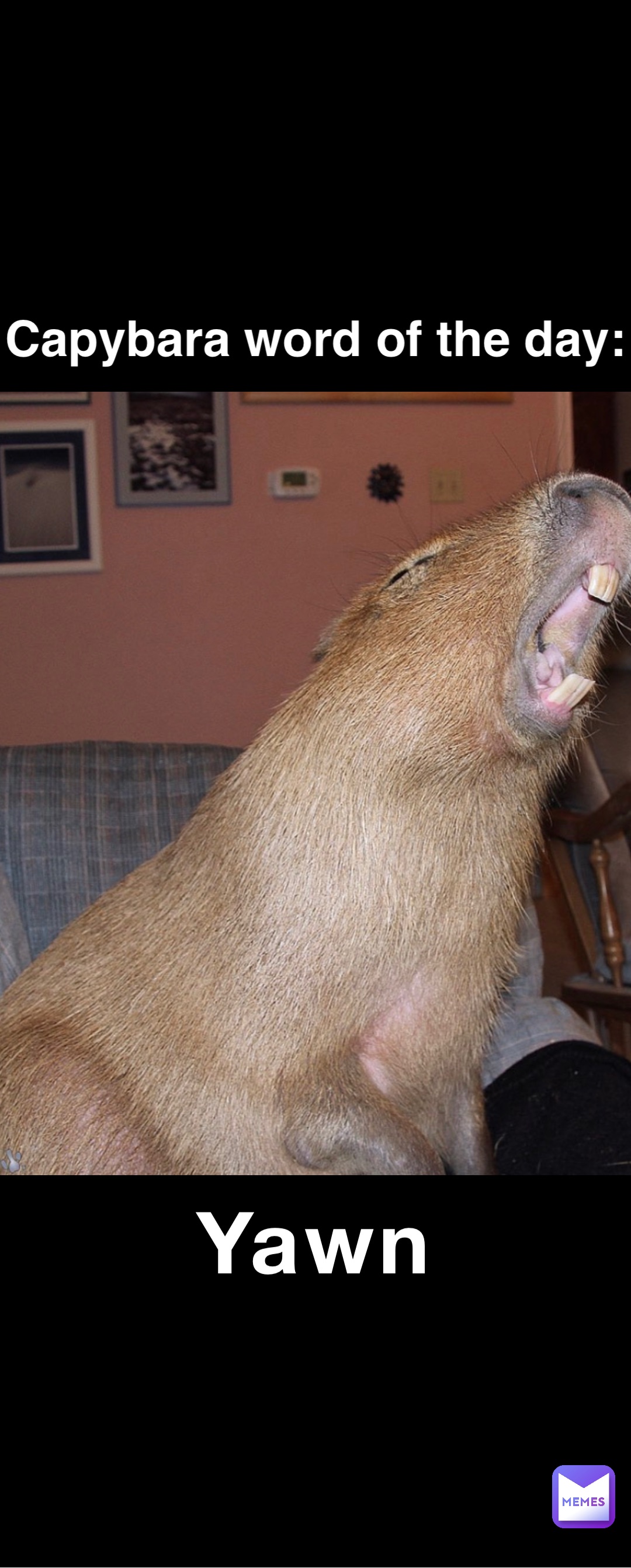 Double tap to edit Yawn Capybara word of the day: