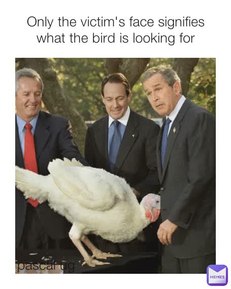 pascal ug pascal ug Only the victim's face signifies what the bird is looking for