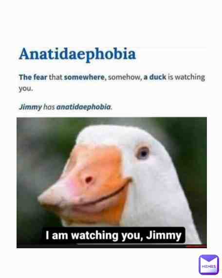 The duck is watching