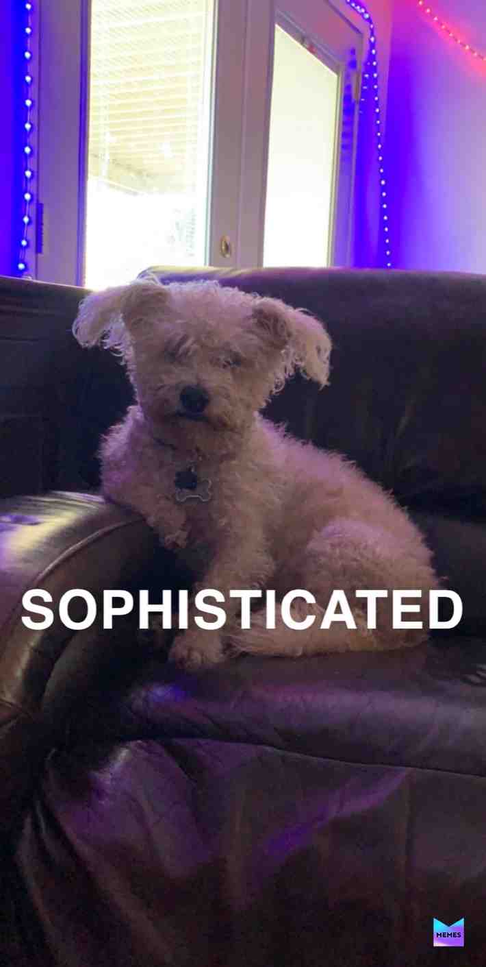Yo boofer domesticated, mine sophisticated.   #doggo  #boof  #dog  #funnymemes  #lmaoo
