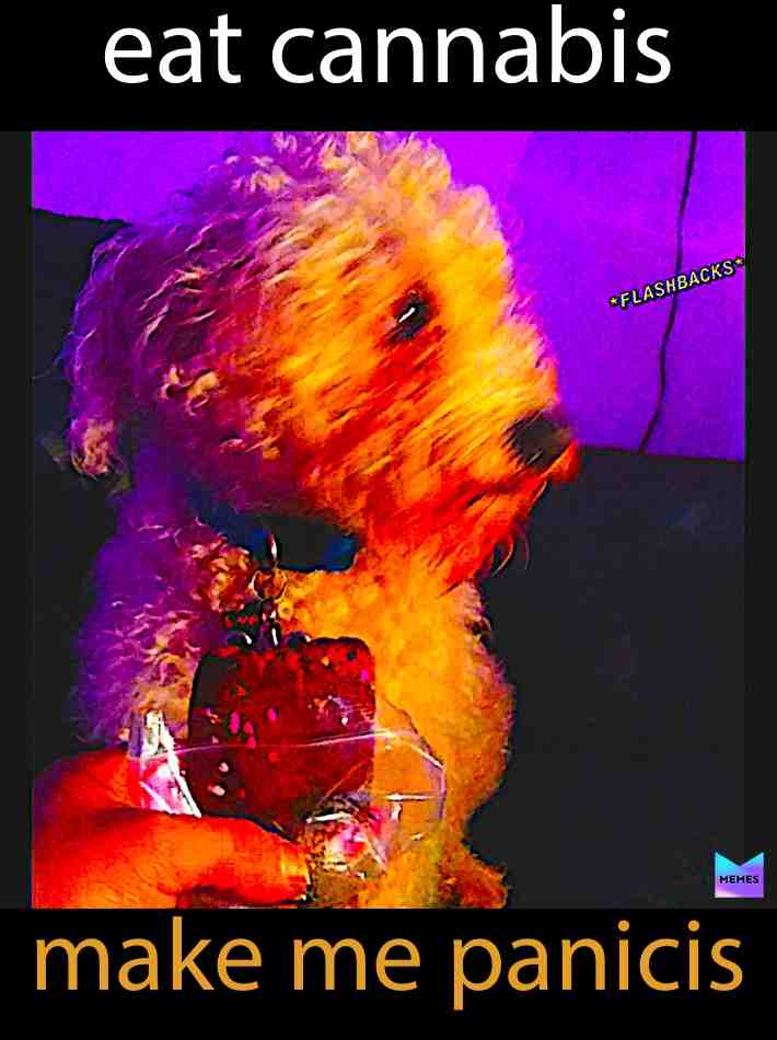 #goodboy  #badboy  #cannabis  #420  #doggo  #boofer  #lmaoo  #dankmemes  #memes  #lol  #trippy  #trippin  #chad_  #weed  #edibles