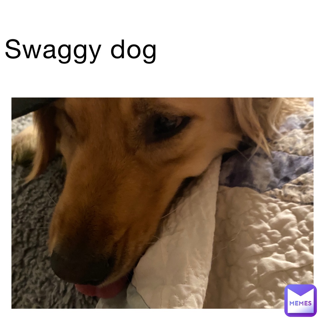 Swaggy dog