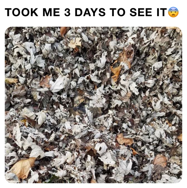 TOOK ME 3 DAYS TO SEE IT😨