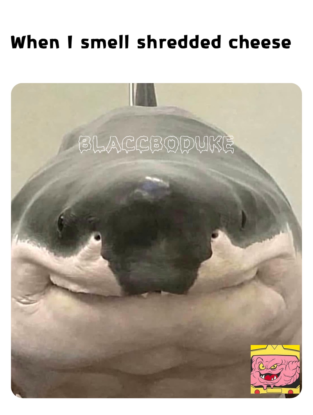 When I smell shredded cheese BlaccBoDuke