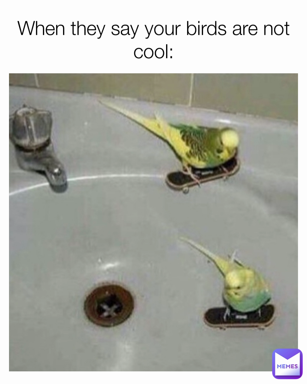 When they say your birds are not cool: