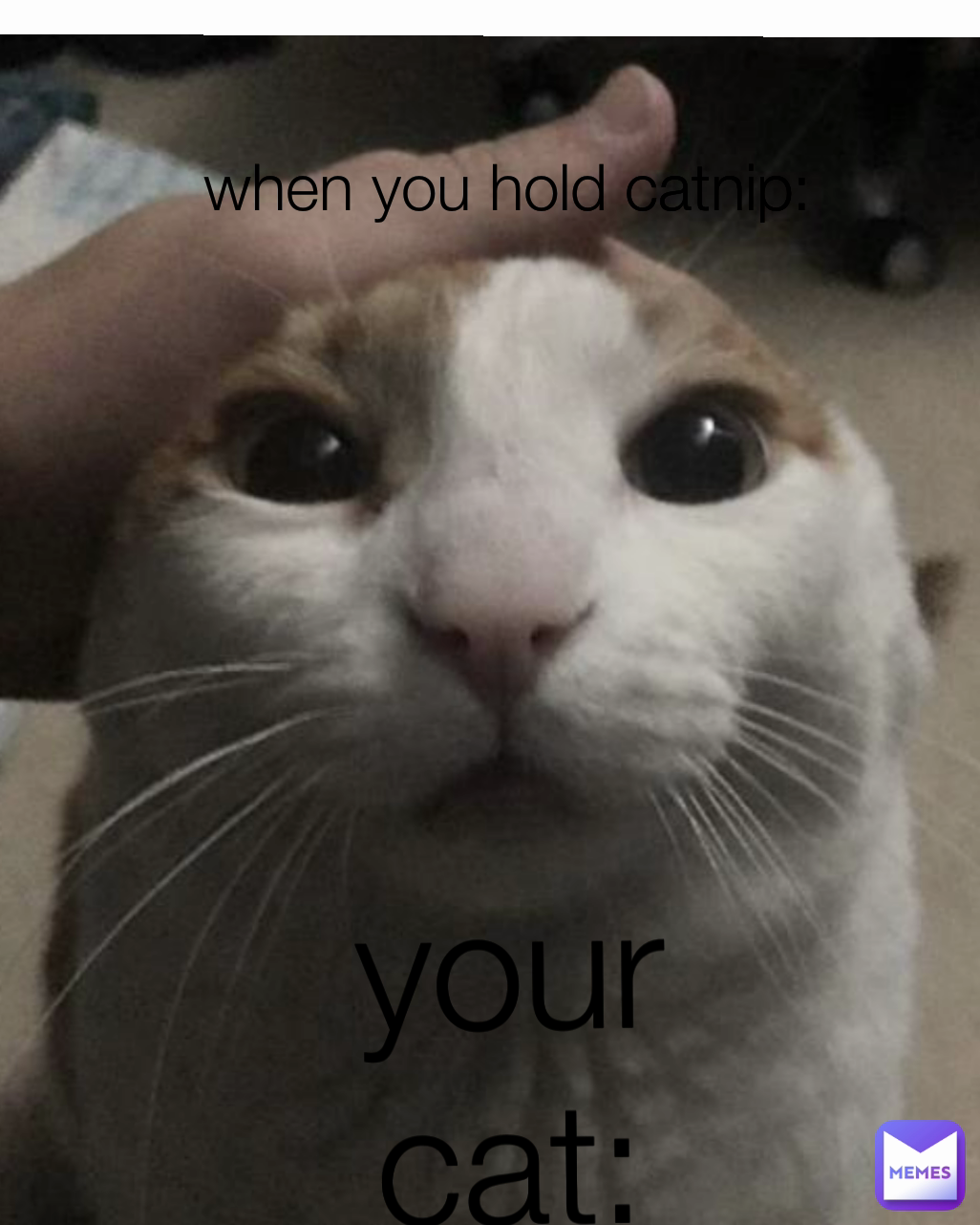  your
 cat: when you hold catnip: