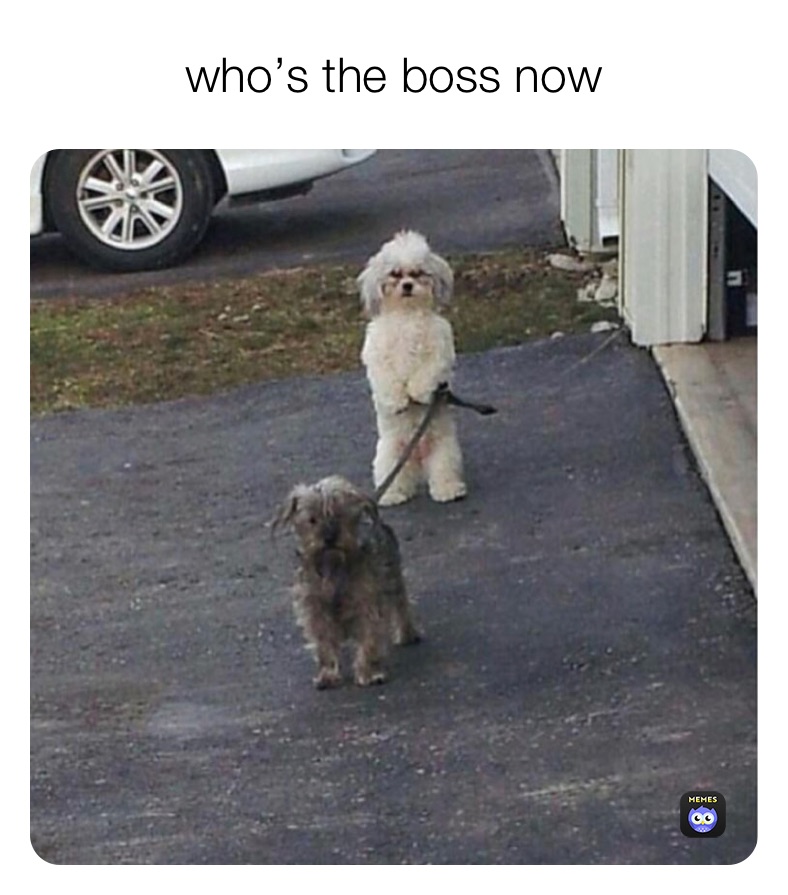 who’s the boss now￼