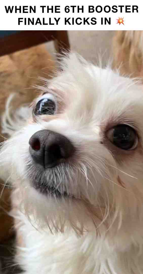 The year of Vaccine Junkies #crack #dog #covid #monkeypox