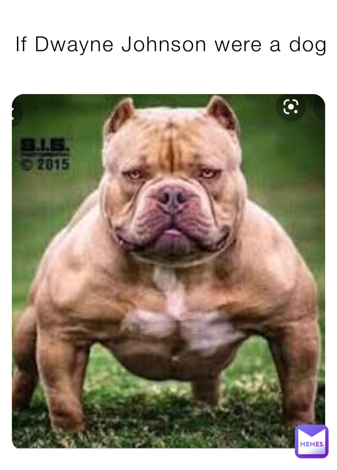 If Dwayne Johnson were a dog