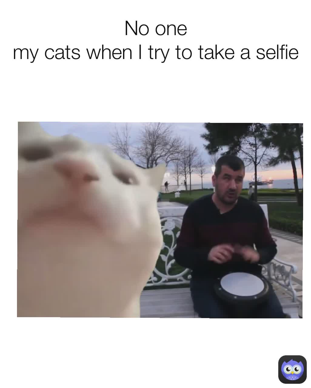 No one
my cats when I try to take a selfie