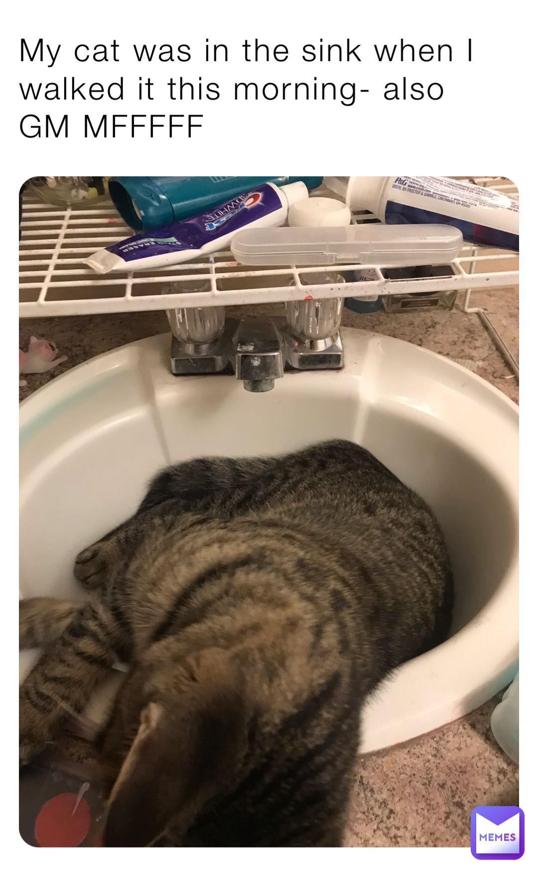 My cat was in the sink when I walked it this morning- also GM MFFFFF