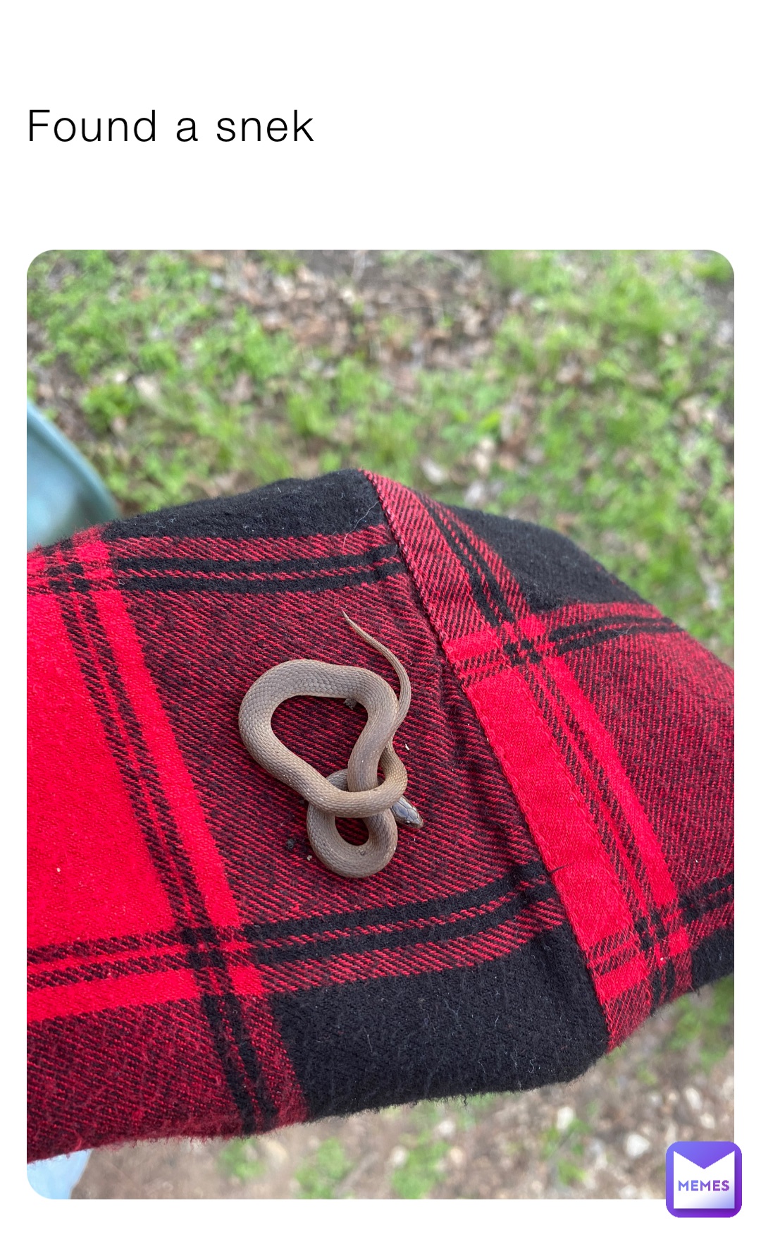 Found a snek