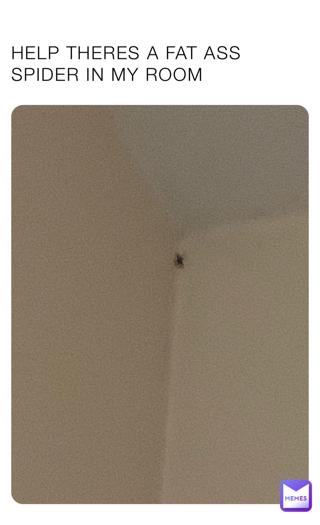 HELP THERES A FAT ASS SPIDER IN MY ROOM