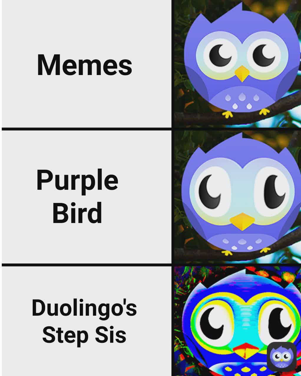 Purple Bird Memes Memes Duolingo's Step Sis