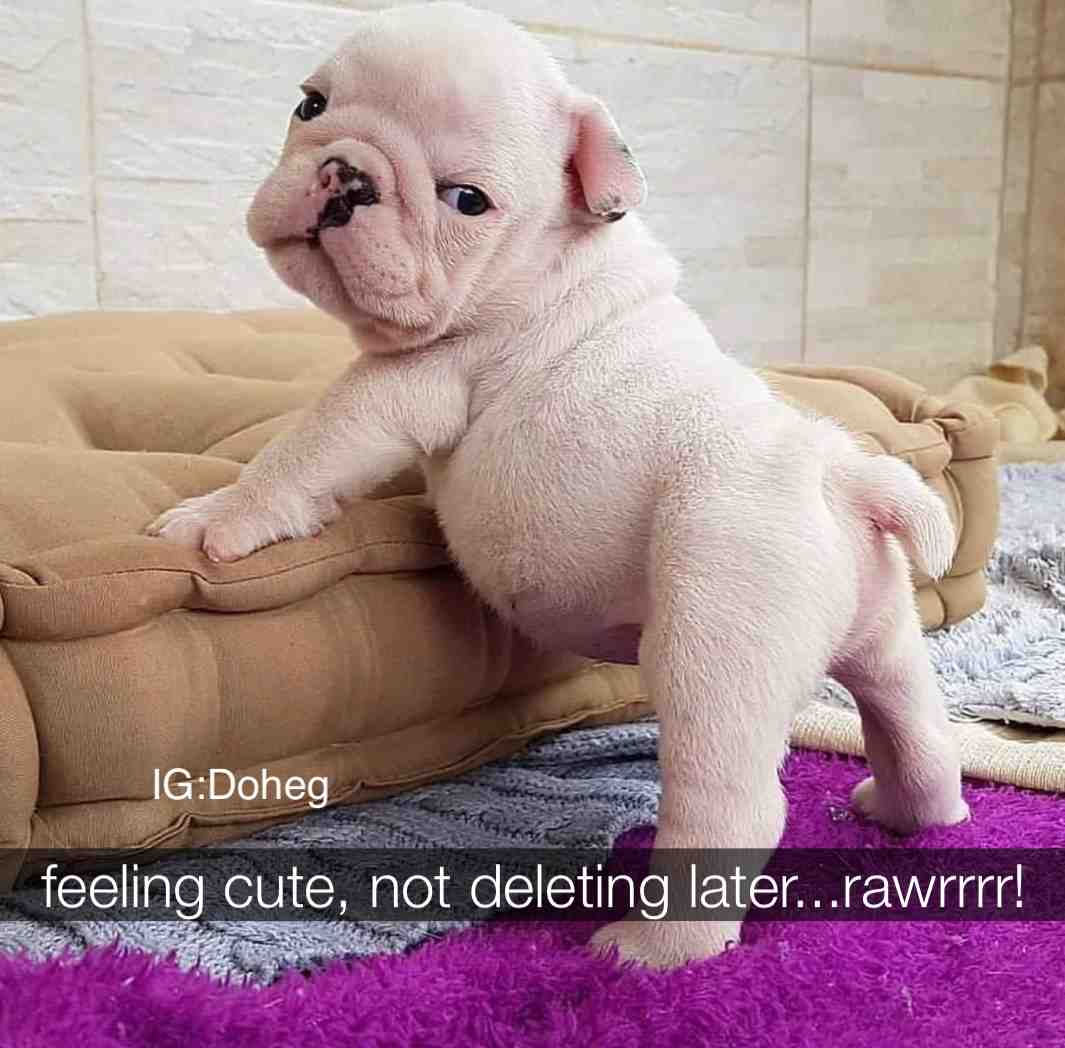 Every Bitch needs her day to shine
.
.
.
.
.
#puppies #dogmemes #dogs #dogsofig #memepage #ilovemydog #love #doggo #pupper #puppy #dog #meme #dogmeme #memes #relatable #puppiesofinstagram #dogsofinstagram #adoptdontshop #rescuedogsofinstagram #theellenshow #dogmemeofinsta