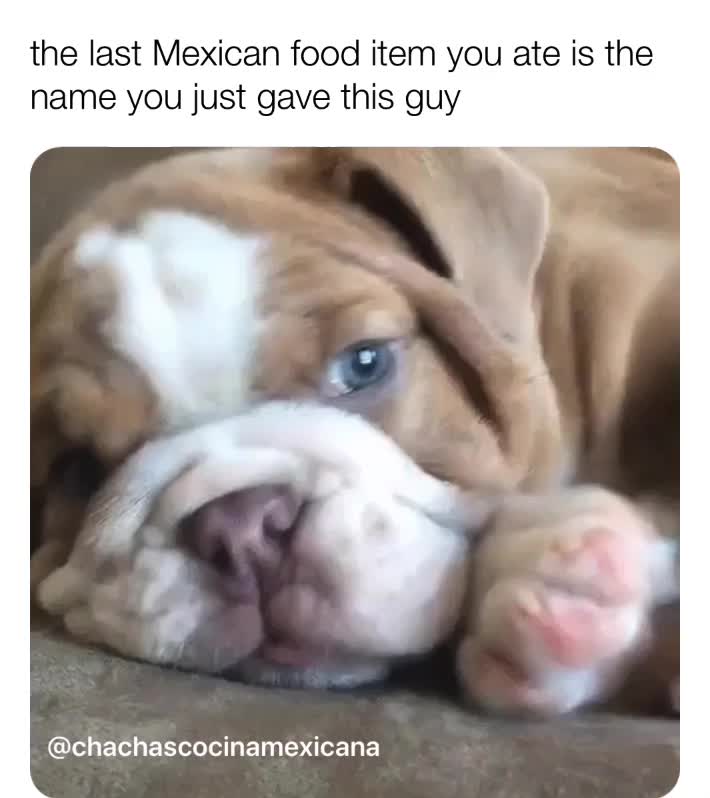 ...macho burrito
.
.
.
.
.
 #tacotuesday  #rocklinca  #sacramento  #rocklinca  #delicious  #yum  #food  #foodstagram  #tacos  #dogstagram  #mexican  #mexico  #dogs  #dogoftheday  #love  #travel  #photooftheday  #puppylove  #foodporn  #instadog  #dogsofinstagram  #instafood  #taco  #yummy  #foodie  #doglover  #  #roseville  #puppiesofinstagram  #cute