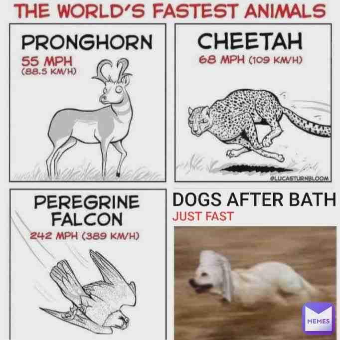 Meme shared by @skinny_maggot