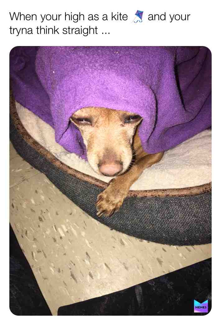 #lol #dogmemes #high