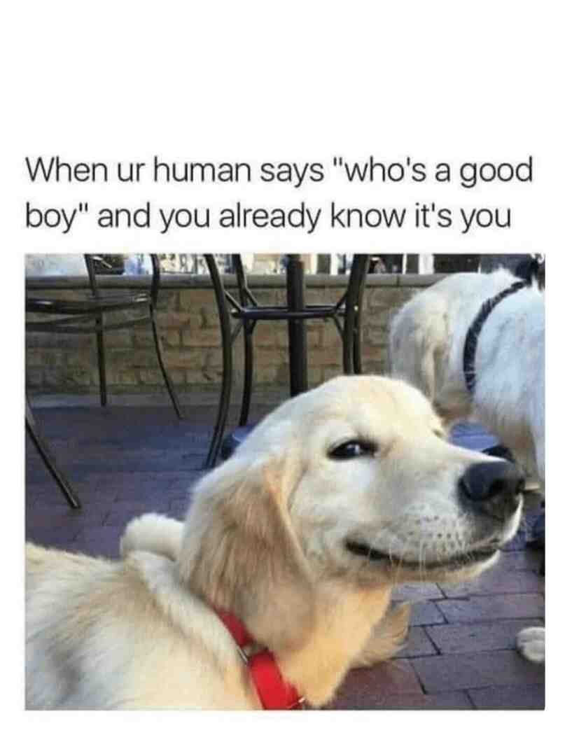 Meme shared by @Muncher_Gurly