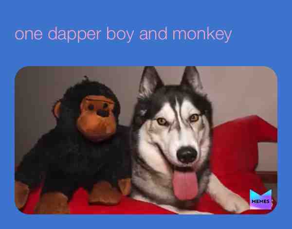 #keyushthestuntdog #doggo #huskymute #monkey #toys #fun