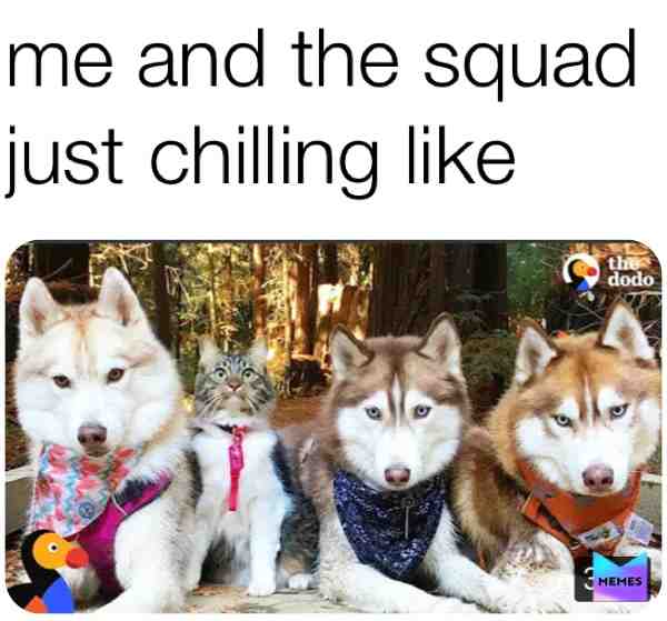 #doggos  #kitten  #ties  #bandanas  #husky  #thedodo  #squad  #squadgoals
