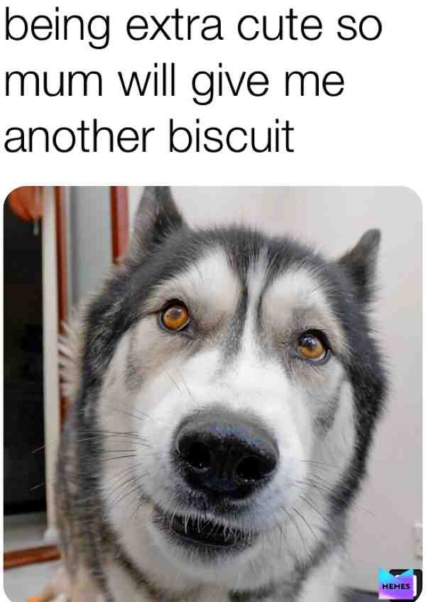 #keyushthestuntdog  #goodboy  #huskymute  #buscut  #mum