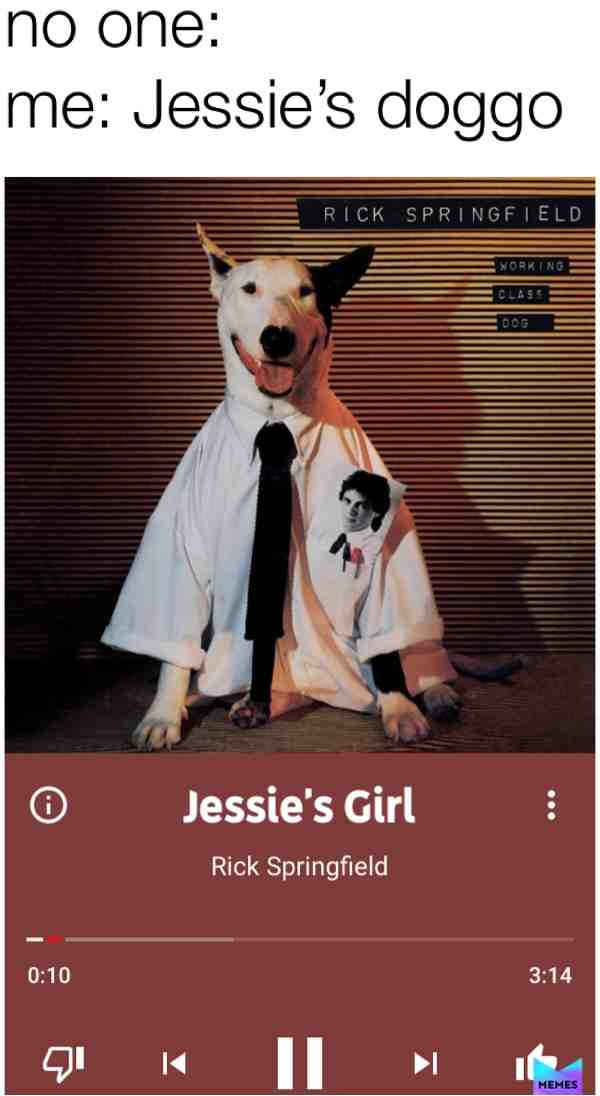 #rickspringfield  #doggo  #handsome  #dapper  #goodboy