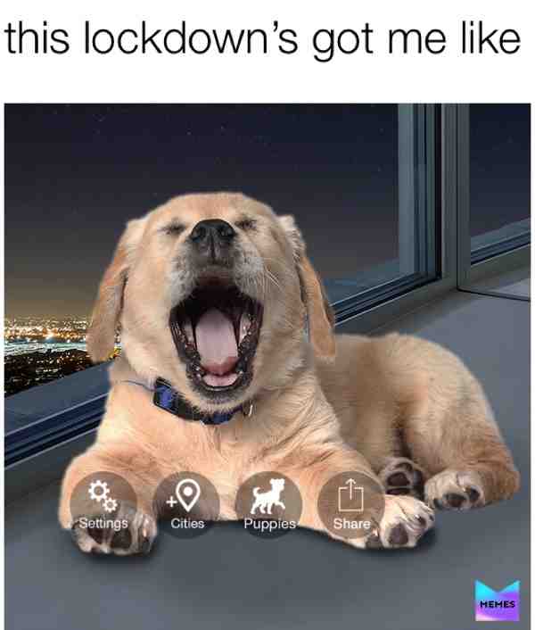 #puppy  #lockdown  #sleepyboi  #goodboi  #goldie  #bigyawn
