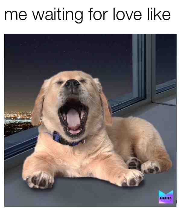 #sadboi  #goodboi  #doggo  #puppo  #puppy  #truelove  #window  #sleepyhead  #sleepy  #goldie