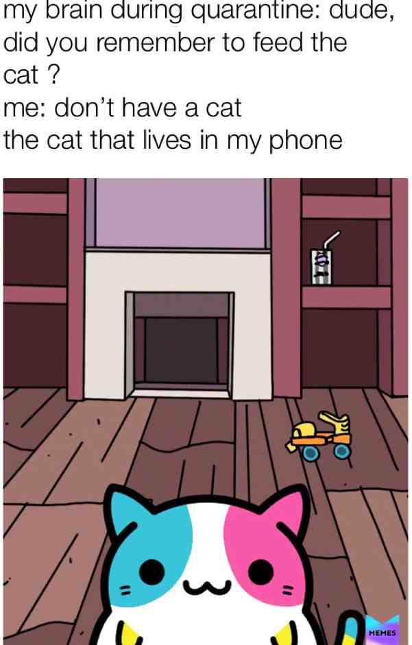 #cats  #food  #quarantine  #catinquarentine  #kleptocats
