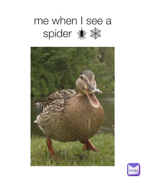 me when I see a spider 🕷️🕸️
