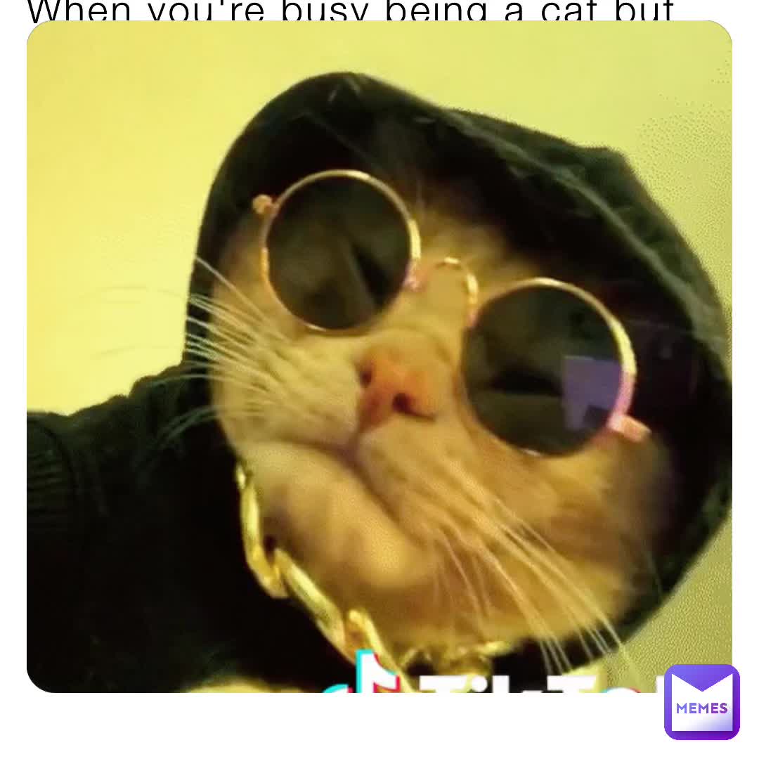 That time when ur stressed so u make a cat-tok instead   #cattok