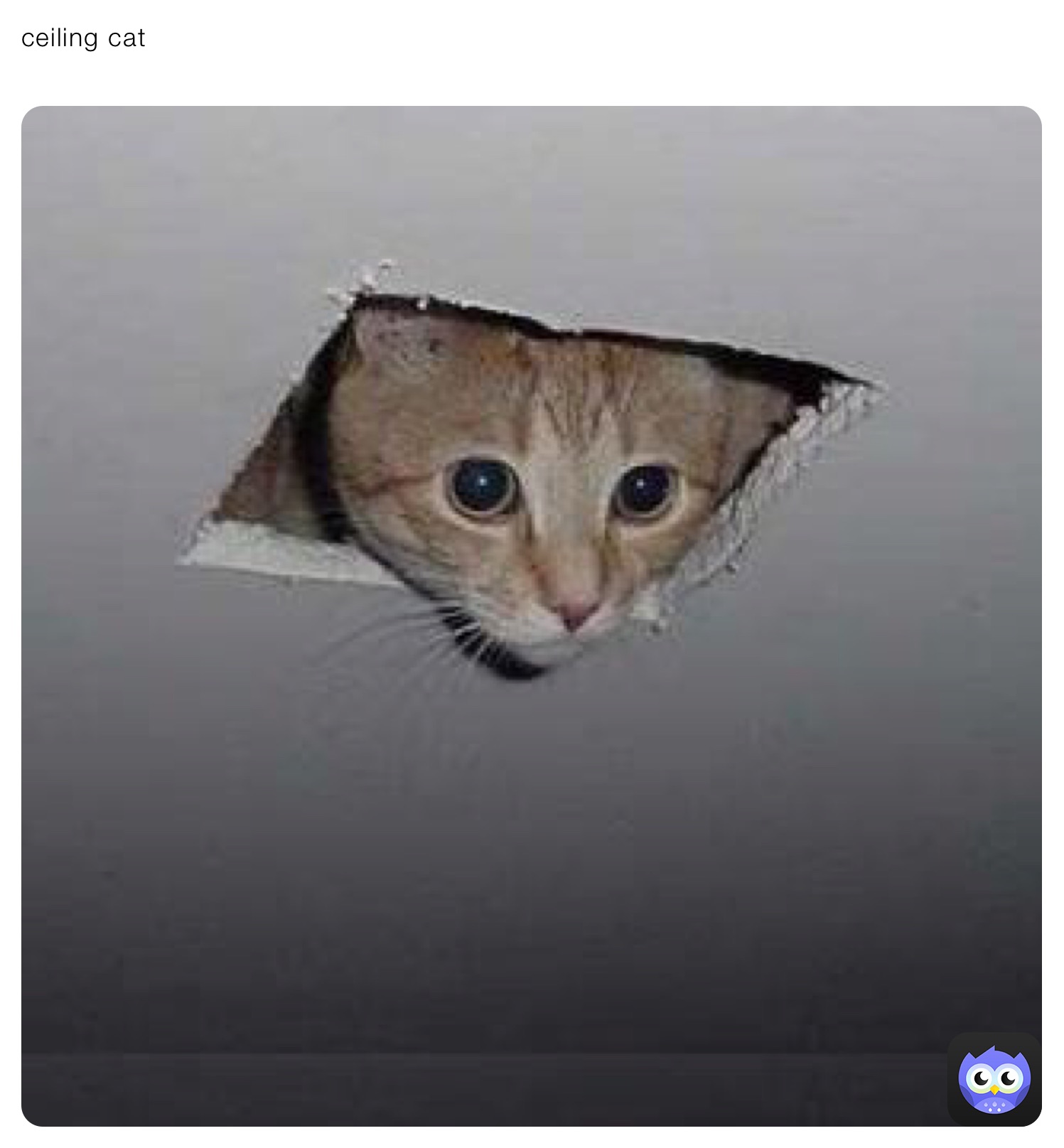 ceiling cat
