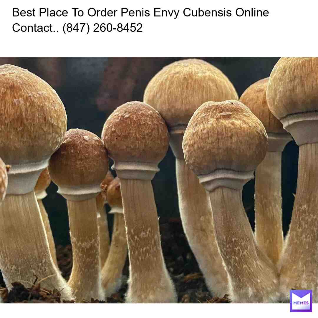 The Penis Envy Magic Mushroom is one of the rarest mushroom strains. It’s potency is considered one of the world’s strongest in the Cubensis family. This strain of mushroom got its name from its physical appearance. The resemblance is very close to that of an actual Penis. Even with it’s caps opened, the Penis Envy’s stem continues to grow. Unlike other mushrooms, the Penis Envy’s cap does not open too wide. Thus, the appearance looks like a Penis rather than a traditional mushroom.Website..https://mushroomresercheshop.com/Contact.. (847) 260-8452Email..mushroomsresearchshop@gmail.com #psychedelics #psychedelic #psychojenny #psycopath #psychnurse #psychedelicshop #psychedelicsky #psychedelicsheep #psychedelicshrooms #psychedelicsixties #psychedelicsaturday