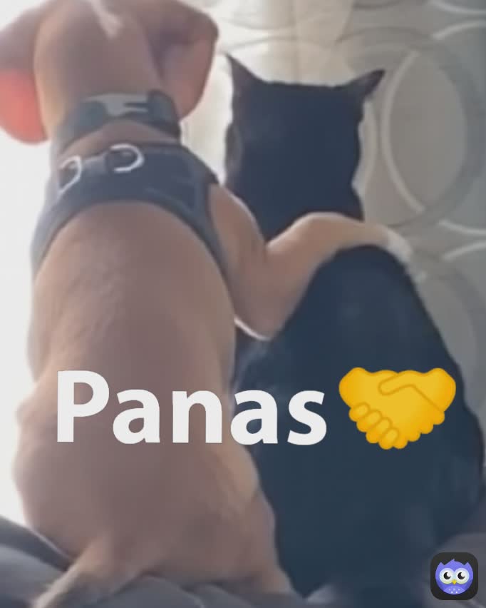 Panas🤝